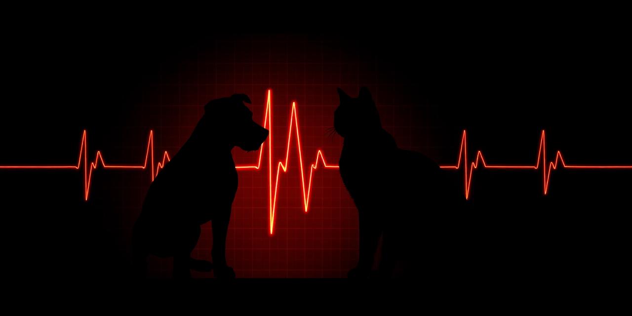 Eletrocardiograma veterinário em cães e gatos